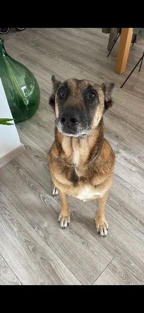 chien lost   84800 L'Isle-sur-la-Sorgue Balou