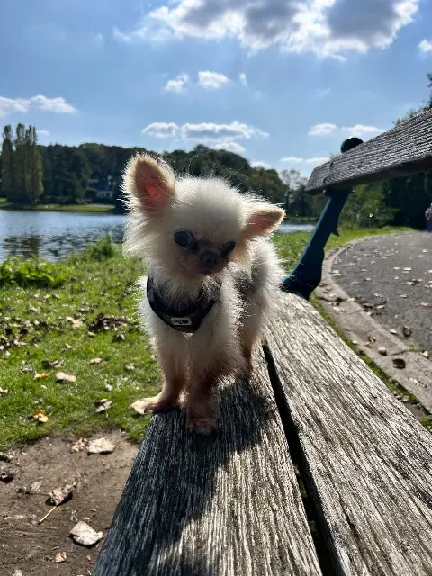 chien lost   84750 Viens Baron
