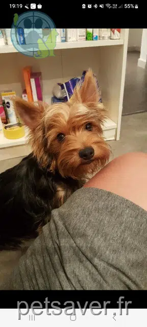 cane lost   84800 L'Isle-sur-la-Sorgue Cookie