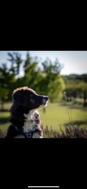 chien lost   84240 Peypin-d'Aigues Gavroche et marius