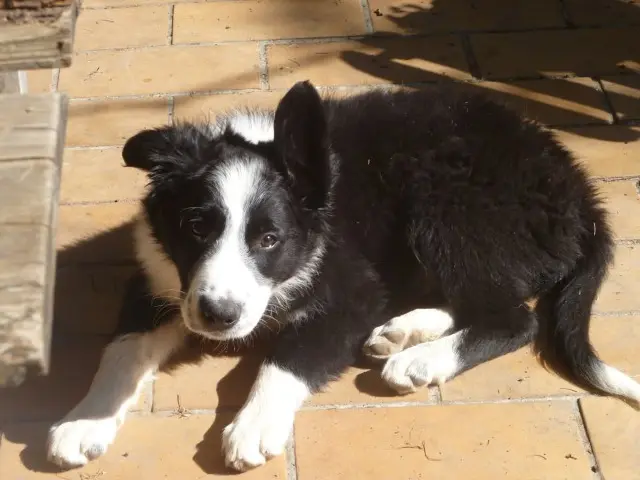 chien lost   84210 Pernes-les-Fontaines Gus