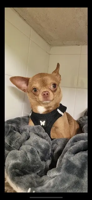 chien lost   84250 Le Thor Igor