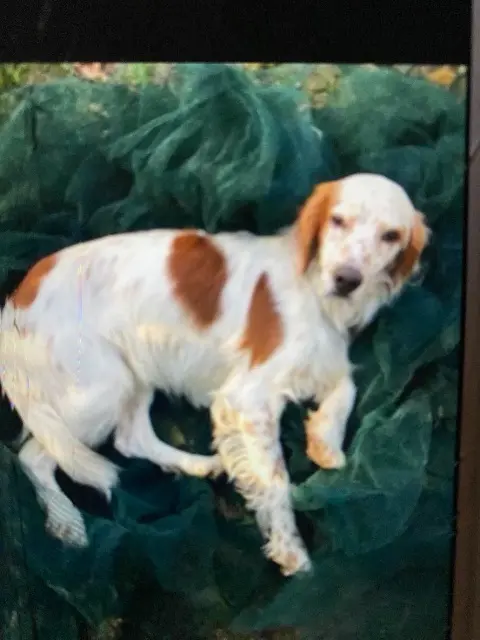 chien lost   84200 Carpentras Iko