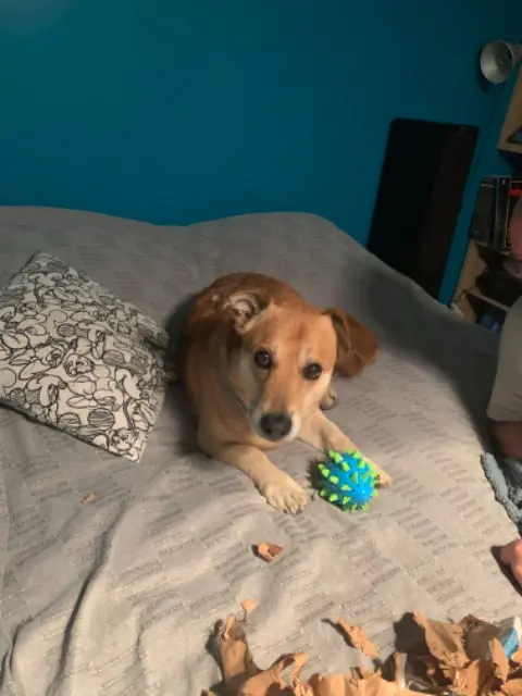 chien lost   84190 Gigondas Joey