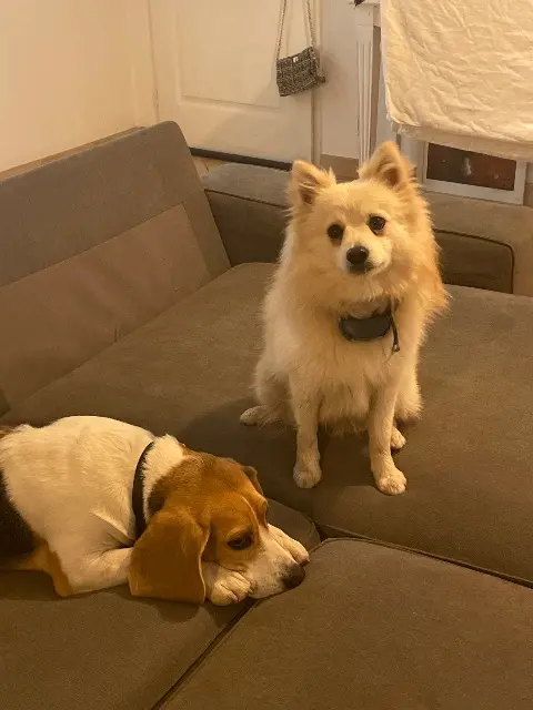 chien lost   84370 Bédarrides Le duo Moris et lucky