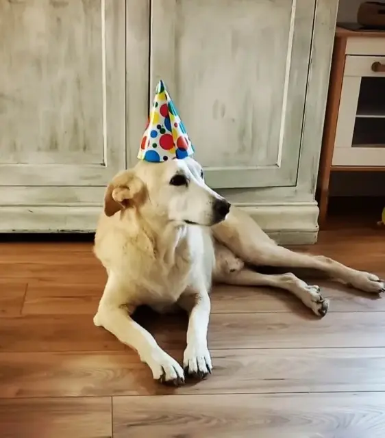 chien lost   84530 Villelaure Loustic