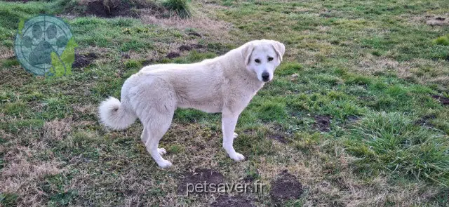 cane lost 84800 L'Isle-sur-la-Sorgue Léon