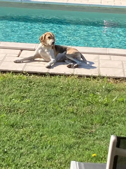 chien lost   84600 Valréas Mambo