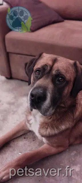 perro lost   84450 Saint-Saturnin-lès-Avignon Mango