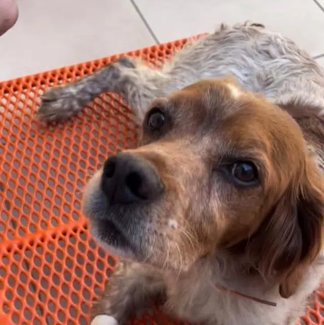 chien lost   84360 Puget Mickey