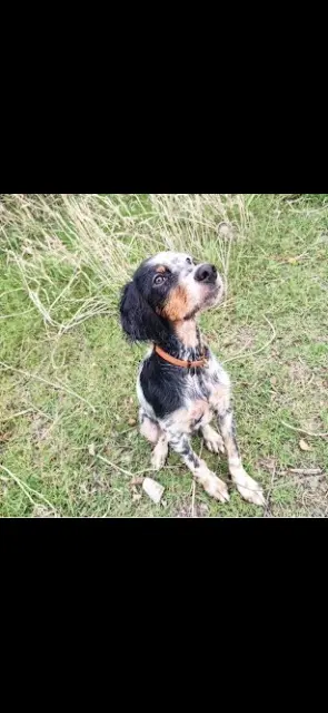 chien lost   84300 Cavaillon Milo