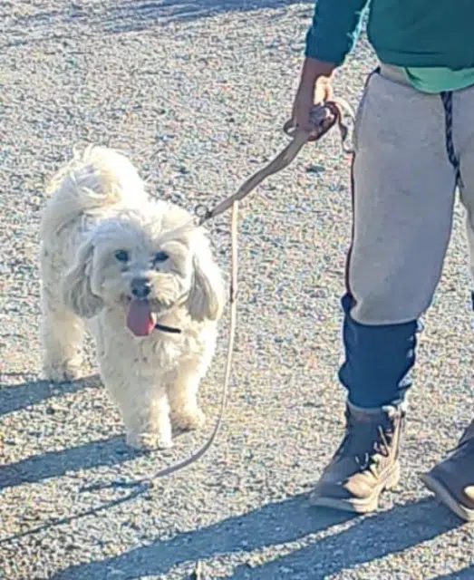 chien lost   84200 Carpentras Milou