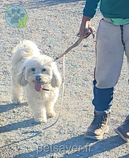 dog lost 84200 Carpentras Milou dog lost 84200 Carpentras Milou