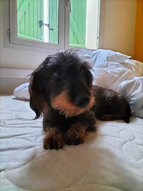 chien lost   84230 Châteauneuf-du-Pape New