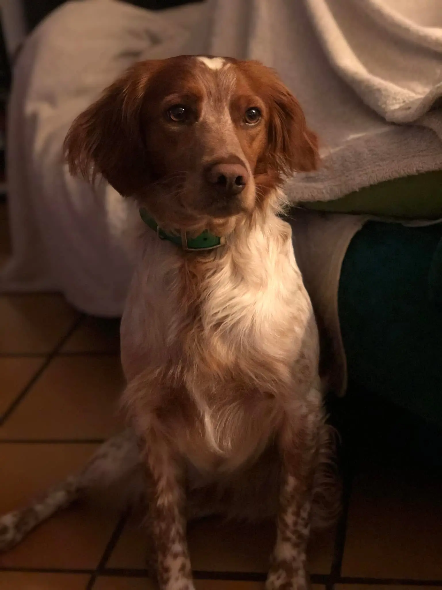 perro perdido 1141 A Chemin de la Firmine 84170 Monteux Nouki perro lost 1141 A Chemin de la Firmine 84170 Monteux Nouki