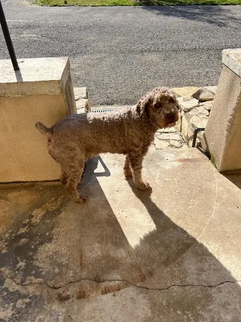 chien lost   84300 Taillades Nouki