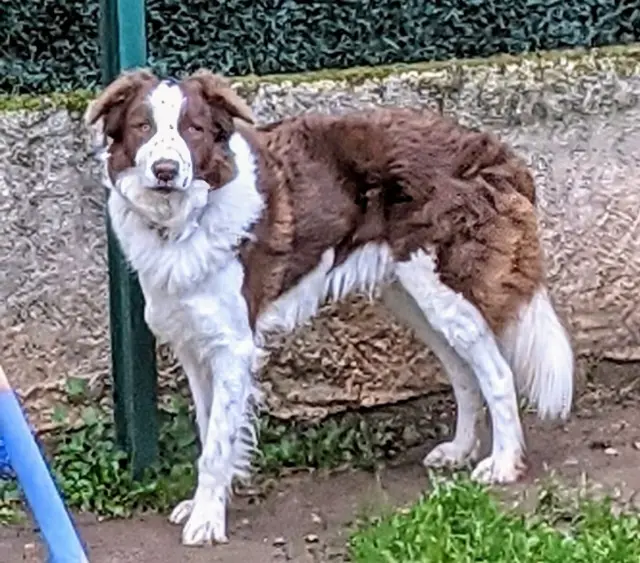 chien lost   84200 Carpentras Onyl