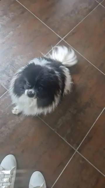 chien lost   84270 Vedène Oscar