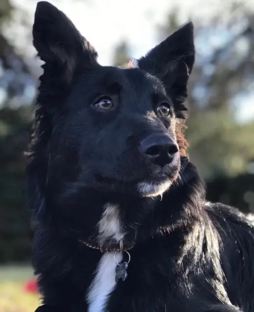 chien lost   84800 L'Isle-sur-la-Sorgue Roméo