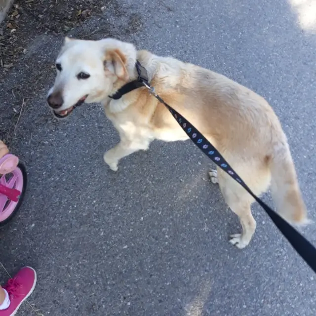 chien lost   84170 Monteux Simba