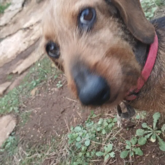 chien lost   84300 Cavaillon Soleil