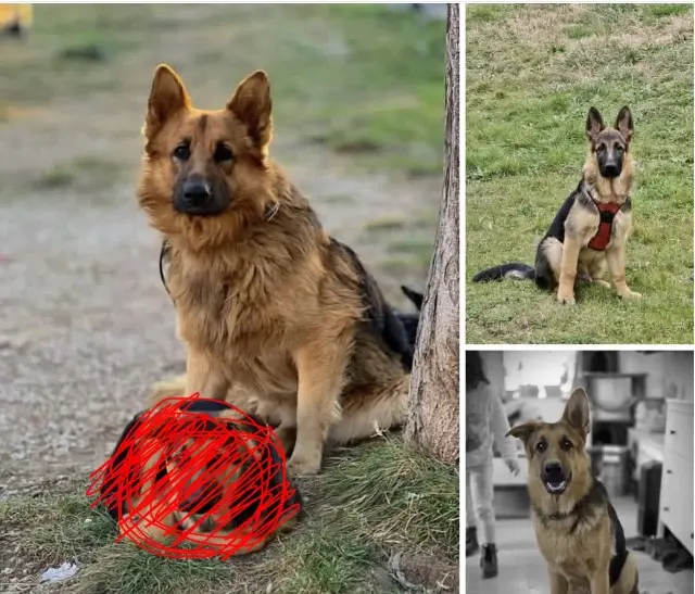 chien lost   84100 Orange Tango, Willy et Rio