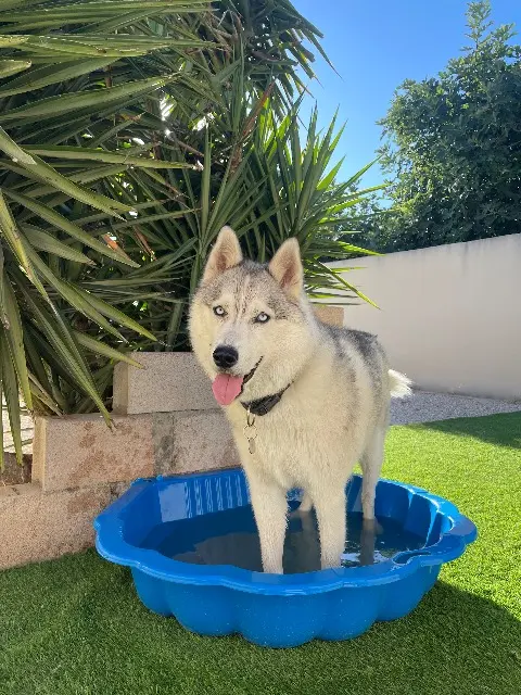 chien lost   84700 Sorgues Yoshi