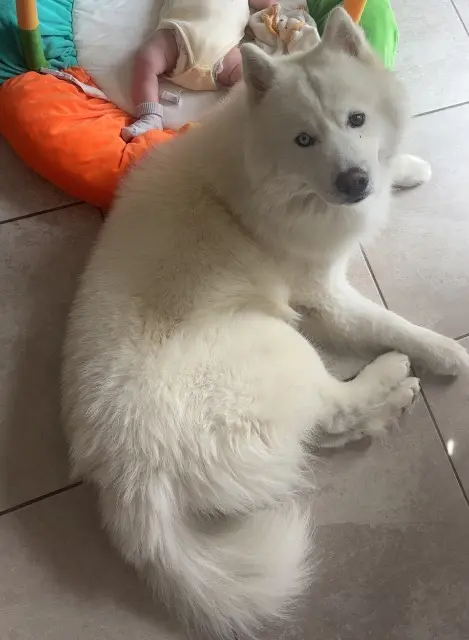 chien lost   84420 Piolenc Yuki