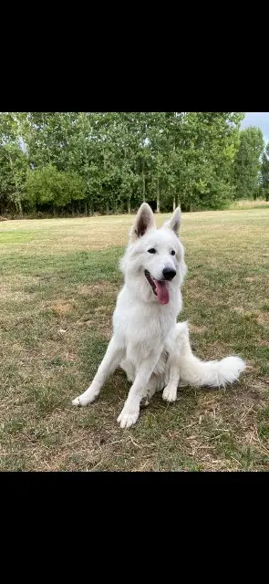 chien lost   85270 Saint-Hilaire-de-Riez Bounty