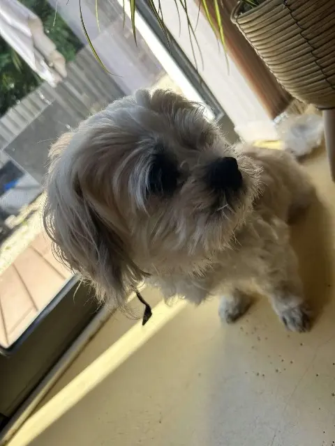 chien lost   85220 La Chapelle-Hermier Floppy