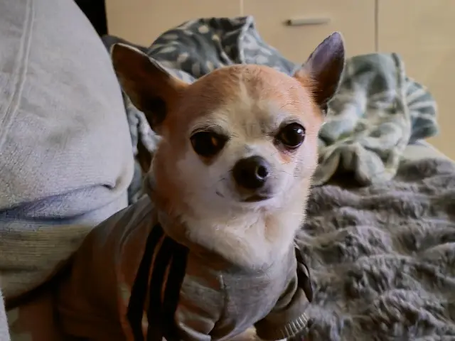 dog lost   85000 La Roche-sur-Yon Igloo