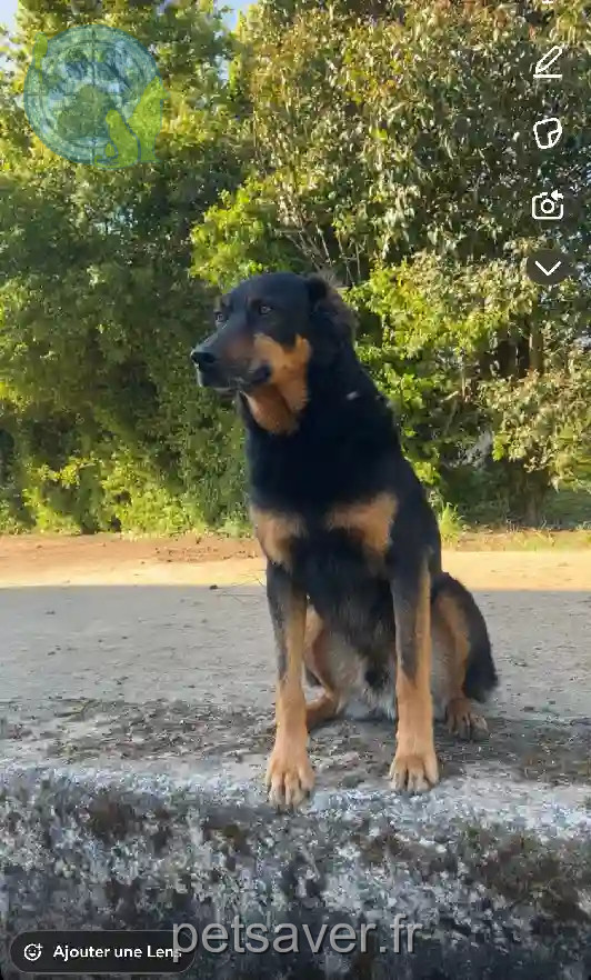 Chien Perdu 85 Vendée - Ipsos Chien Perdu 85 Vendée - Ipsos