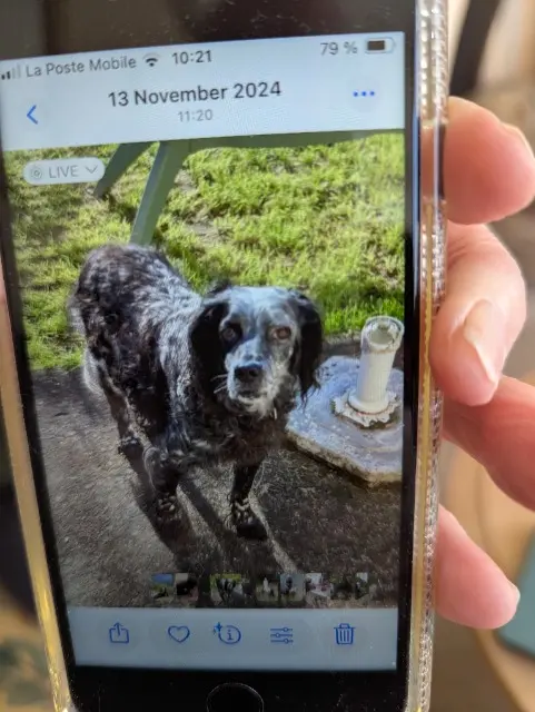 chien lost   85150 Saint-Julien-des-Landes Jazzie
