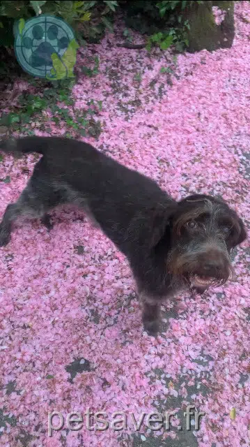 chien lost   85190 La Genétouze Jim