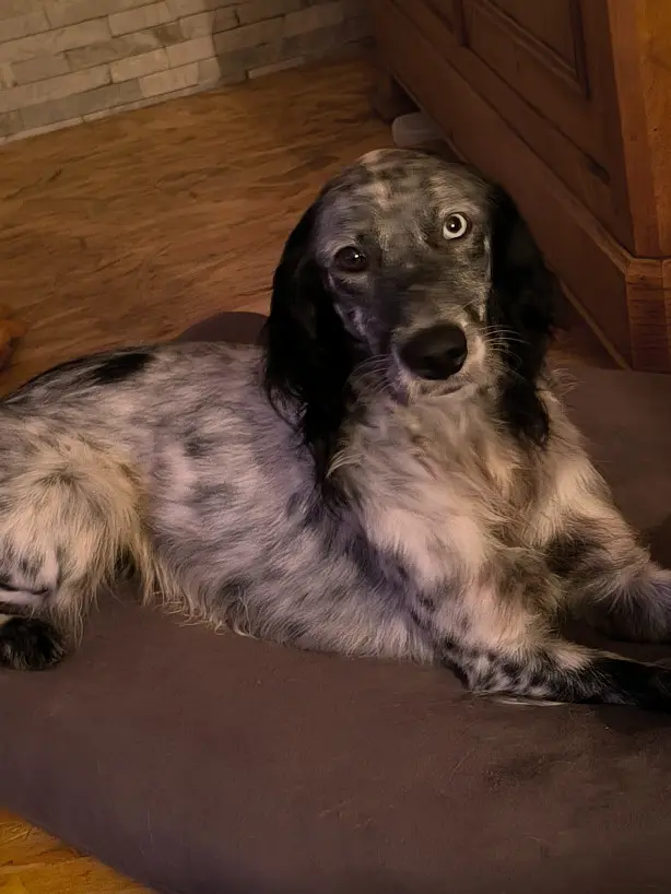 Chien Perdu 85 Vendée Les Velluire-sur-Vendée - Sacha Chien Perdu 85 Vendée Les Velluire-sur-Vendée - Sacha