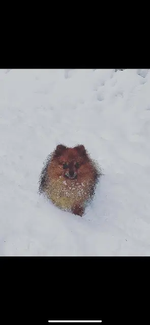 chien lost   85200 Mervent Monky