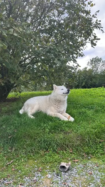 chien lost   85170 Le Poiré-sur-Vie Nesko