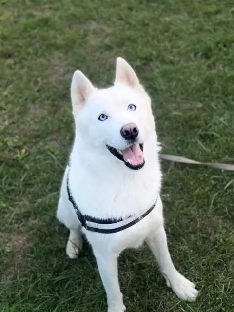 chien lost   85200 Fontenay-le-Comte Roko