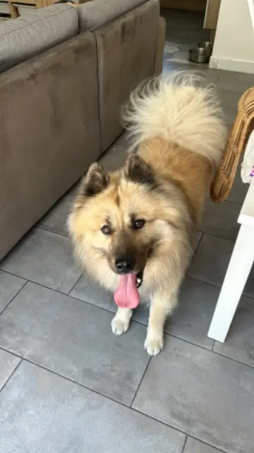 chien lost   85690 Notre-Dame-de-Monts Ryo