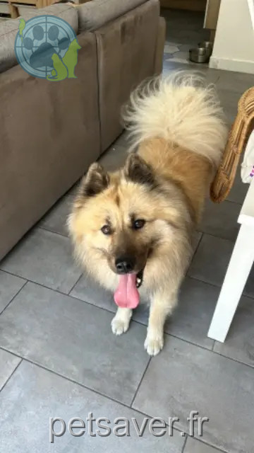 Hund vermisst 85690 Notre-Dame-de-Monts Ryo Hund lost 85690 Notre-Dame-de-Monts Ryo