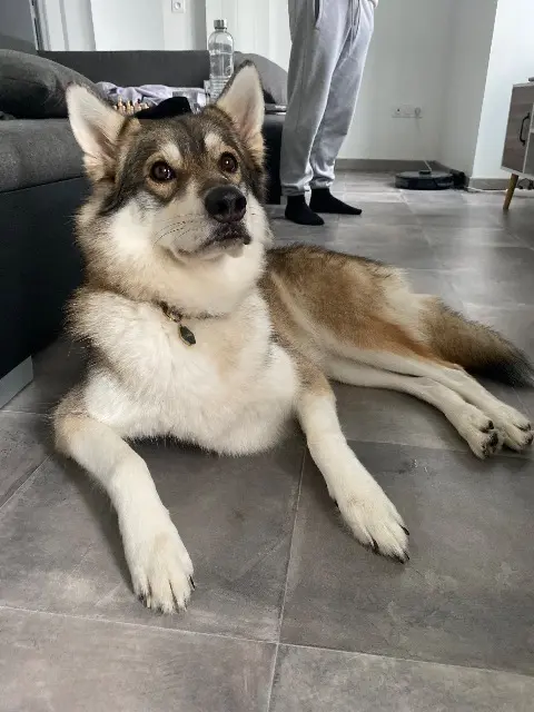 chien lost   85410 Saint-Cyr-des-Gâts Saiko