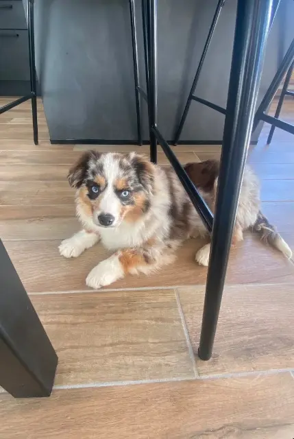 chien lost   85250 Vendrennes Saïko