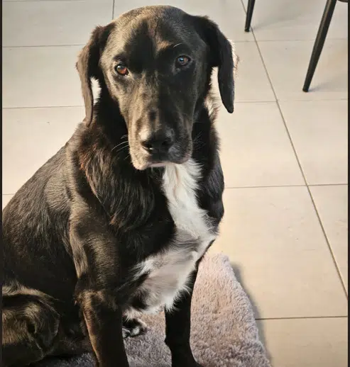 chien lost   85540 Saint-Avaugourd-des-Landes Tino