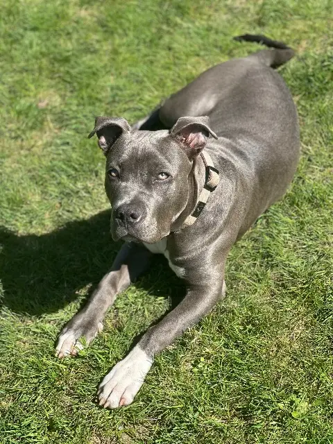 chien lost   85470 Brem-sur-Mer Vegas