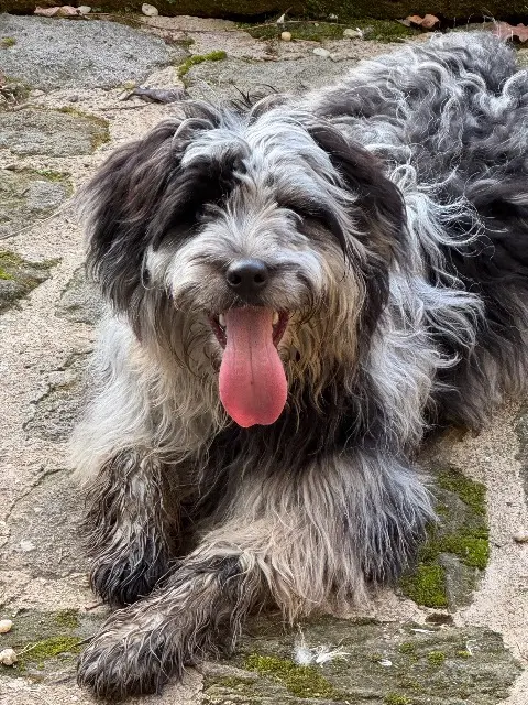 chien lost   85360 La Tranche-sur-Mer Voltaire