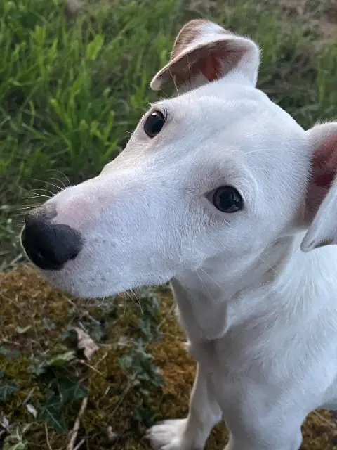 dog lost   85150 Saint-Georges-de-Pointindoux Voyou