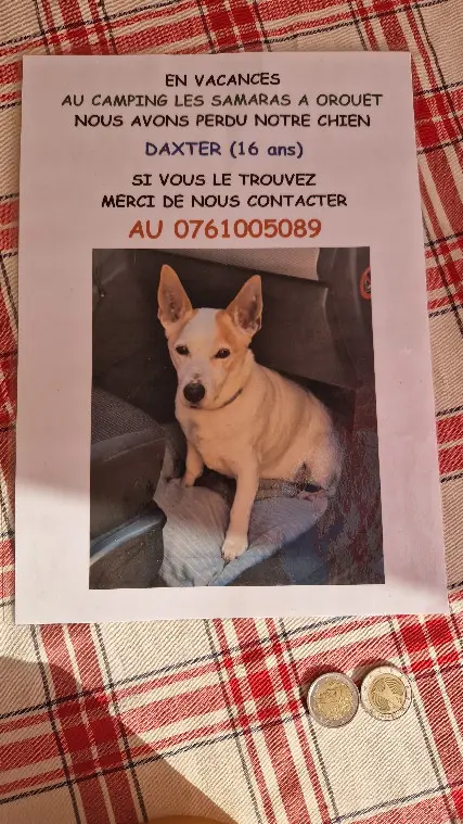 Chien Perdu 85 Vendée Chien Perdu 85 Vendée