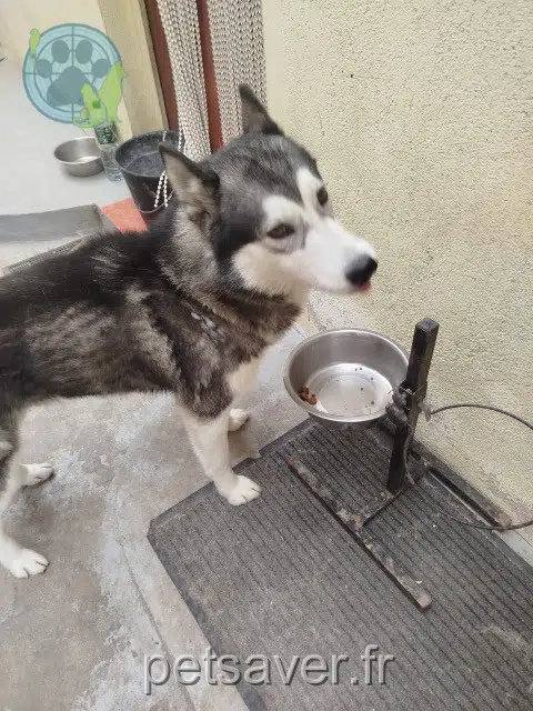 chien lost   86600 Celle-Lévescault Salto