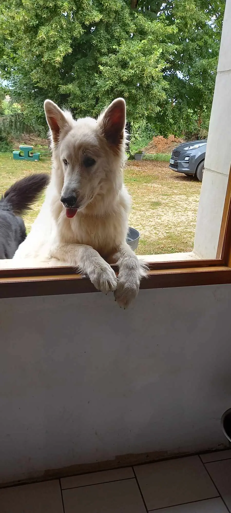 Chien Perdu 86 Vienne Chien Perdu 86 Vienne