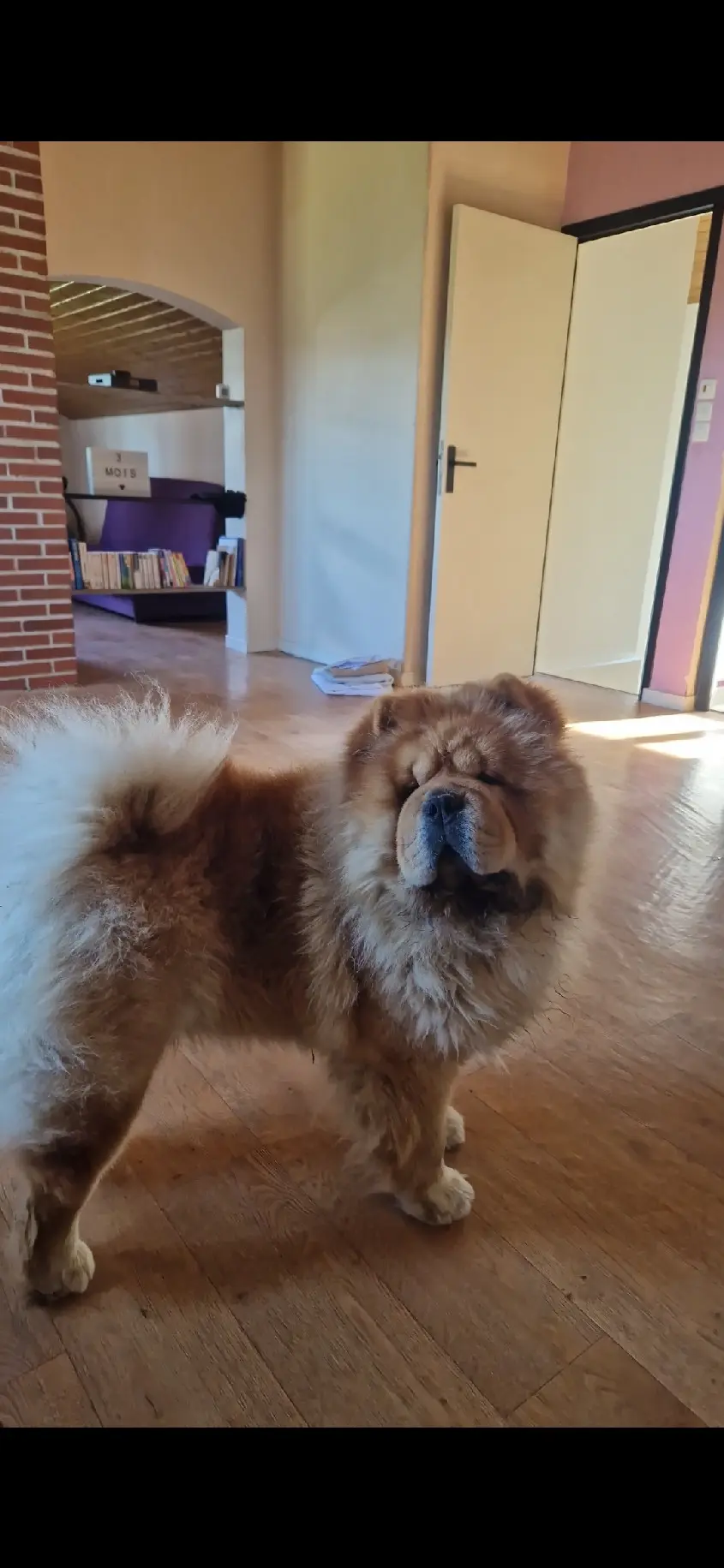 Chien Perdu 86 Vienne - Meeko Chien Perdu 86 Vienne - Meeko
